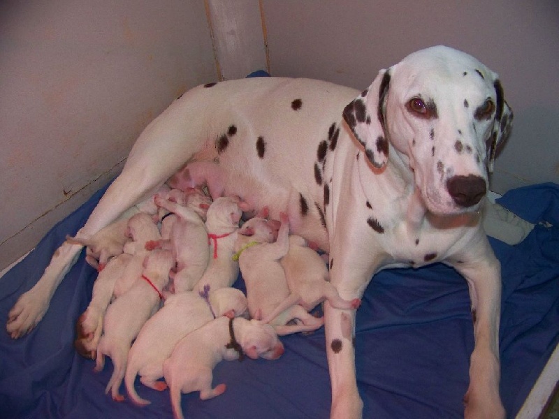 Du Paradis Des Anges - Dalmatien - Portée née le 12/04/2014