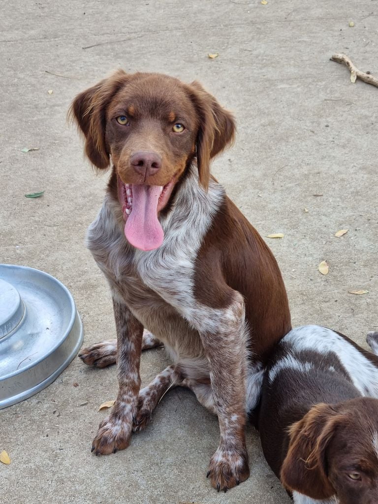 Du Paradis Des Anges - Chiots disponibles - Epagneul Breton