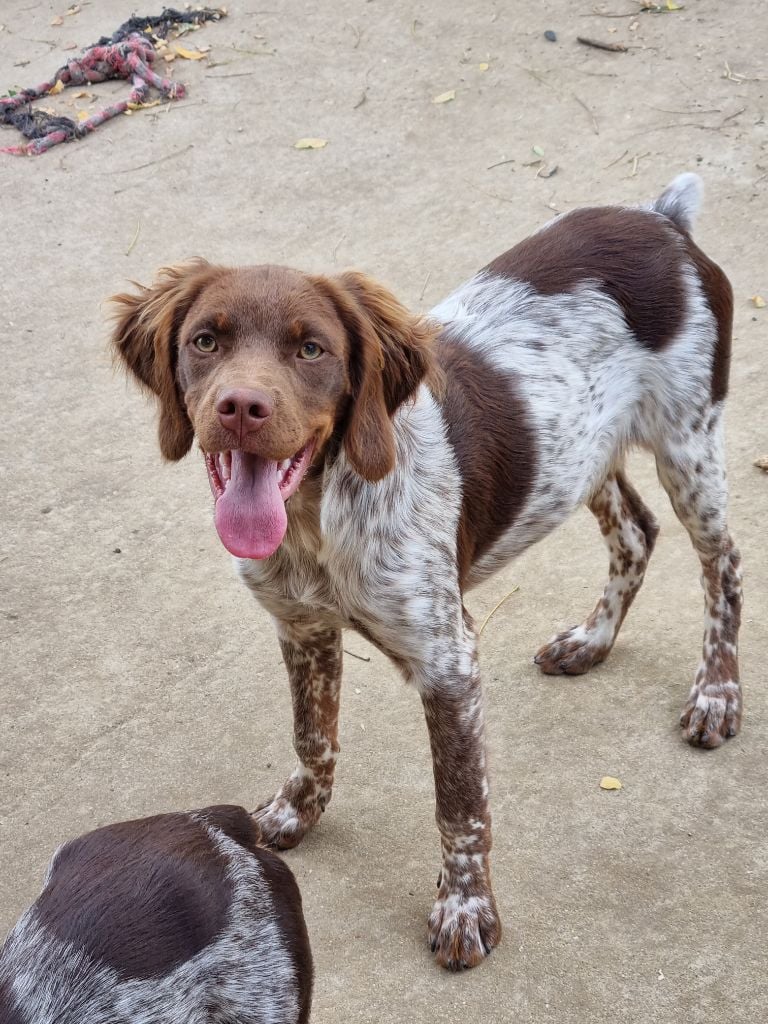 Du Paradis Des Anges - Chiots disponibles - Epagneul Breton