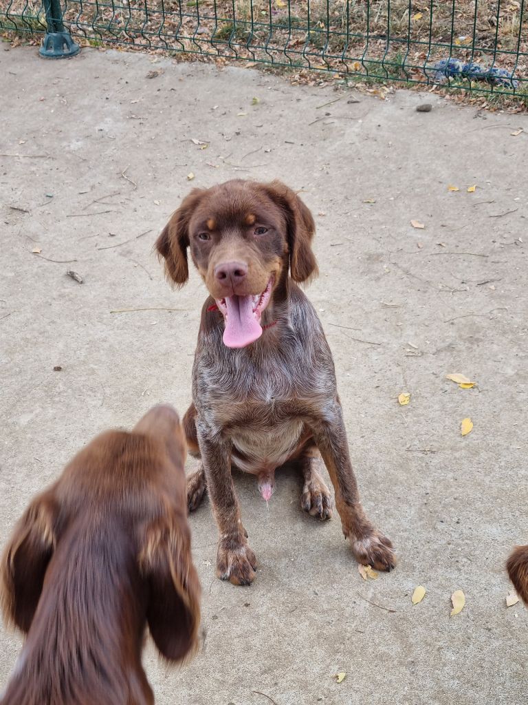 Du Paradis Des Anges - Chiots disponibles - Epagneul Breton