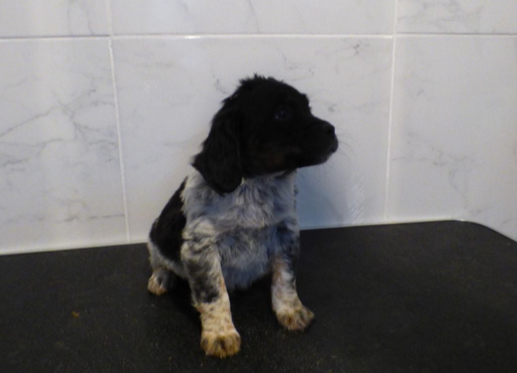 Des Vallees Du Roussillon - Chiots disponibles - Epagneul Breton