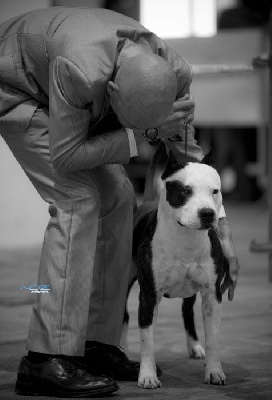 De L'empreinte De L'espoir - 2ème TOP AMSTAFF 2012 VOSCHIENS MAGAZINE