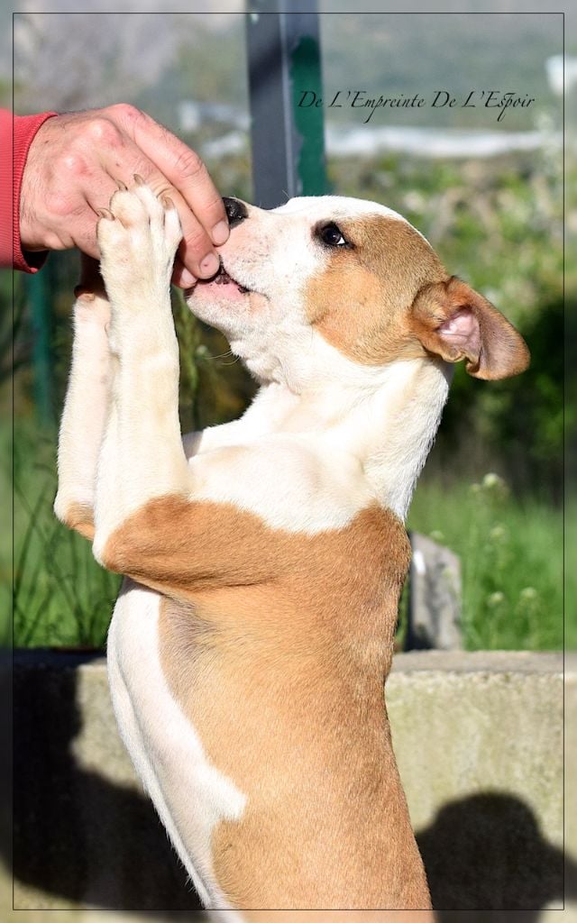 De L'empreinte De L'espoir - Chiots disponibles - American Staffordshire Terrier