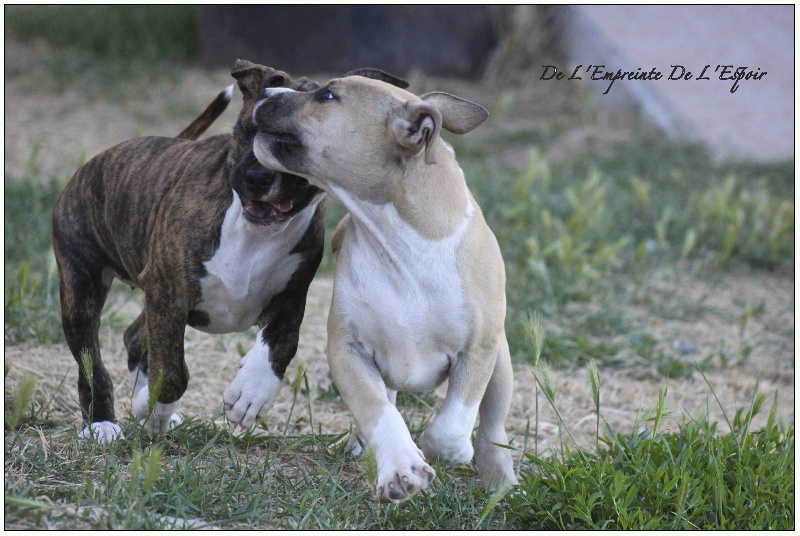 Chiot American Staffordshire Terrier De L'empreinte De L'espoir