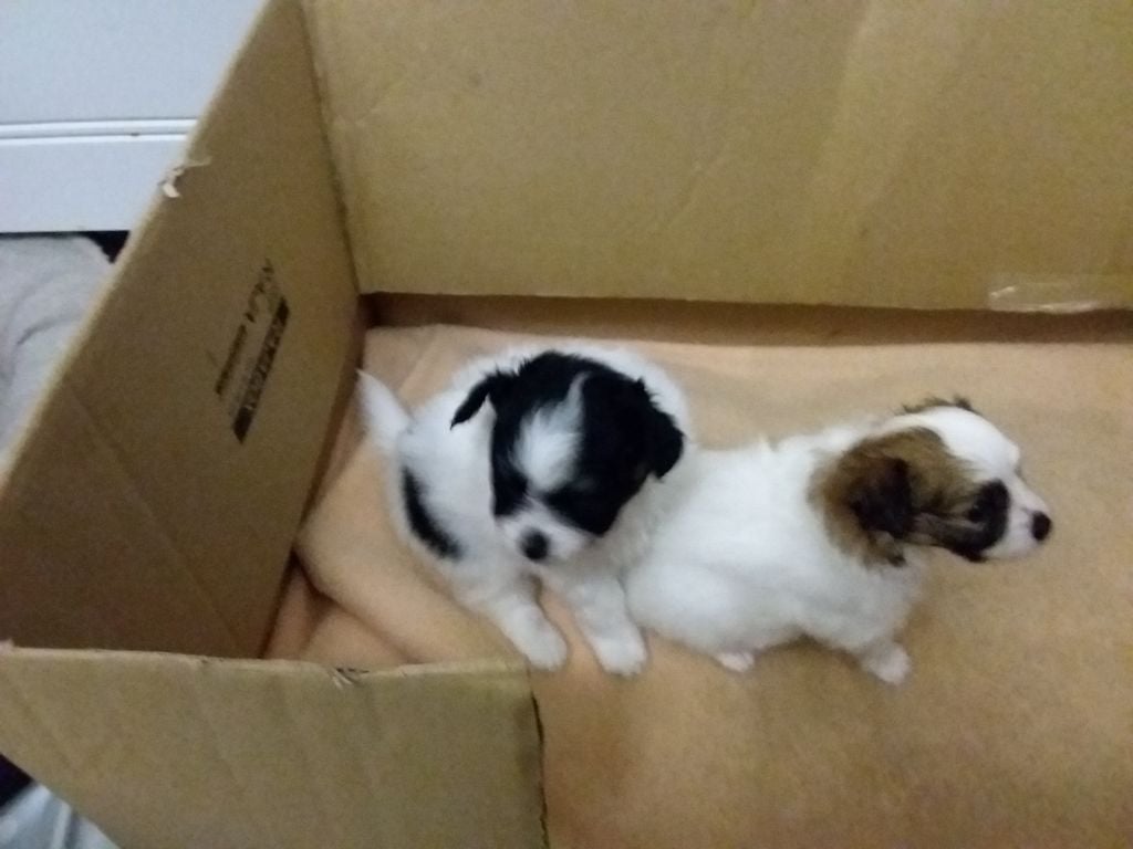 Chiots ENCpapillon