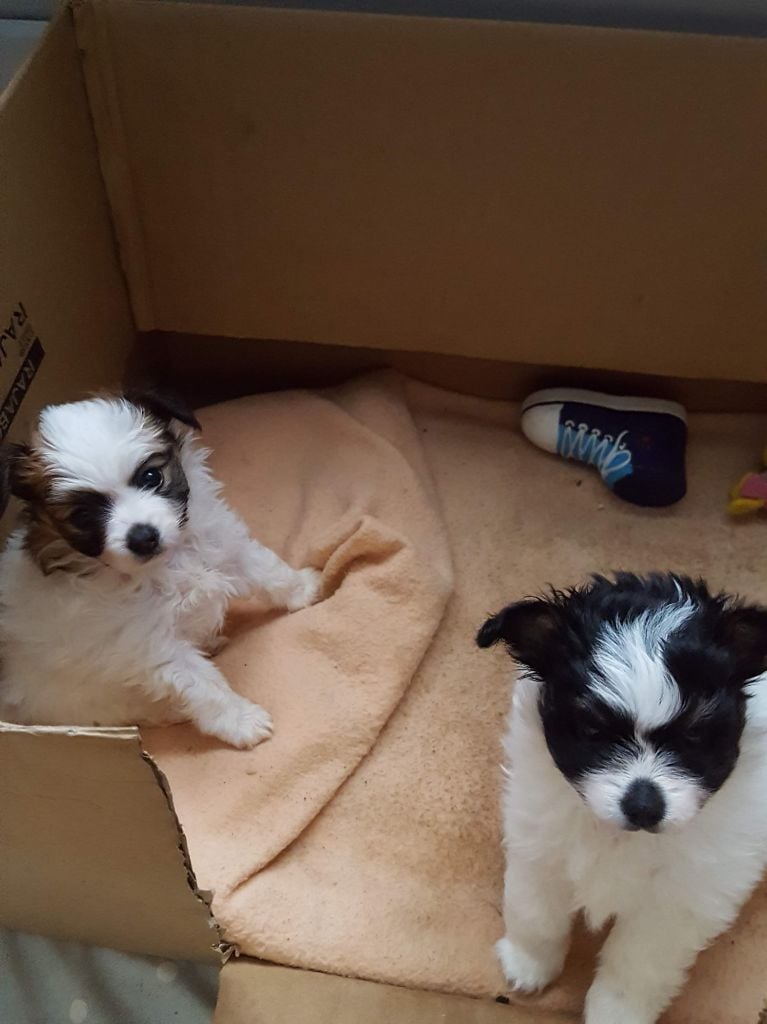 Chiots ENCpapillon