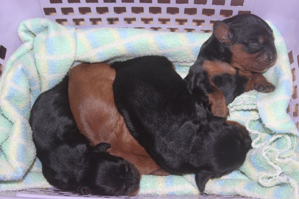 De La Tour Du Bonheur - Cavalier King Charles Spaniel - Portée née le 07/02/2018