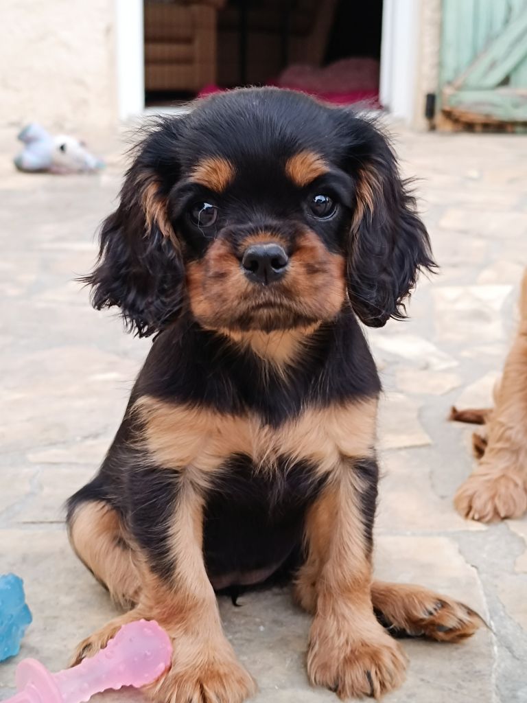 De La Tour Du Bonheur - Cavalier King Charles Spaniel - Portée née le 11/04/2023