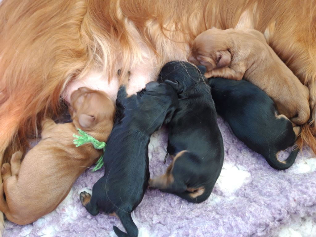 De La Tour Du Bonheur - Cavalier King Charles Spaniel - Portée née le 21/04/2020