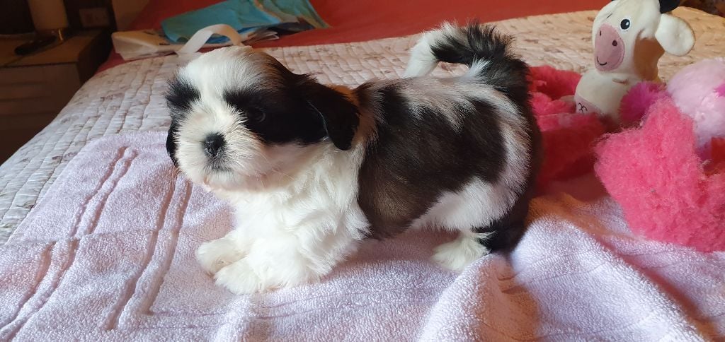 De par hazard - Chiots disponibles - Shih Tzu