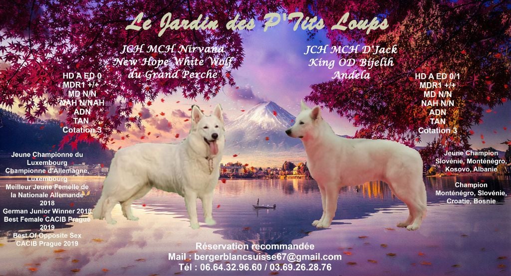 Du Jardin Des P'tits Loups - Confirmation de gestation