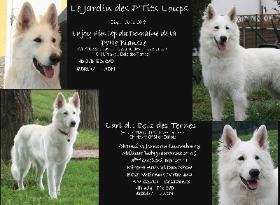 Du Jardin Des P'tits Loups - Des chiots pour début juin 2013