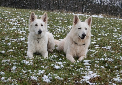 Du Jardin Des P'tits Loups - Enjoy Pin Up et son fiancé