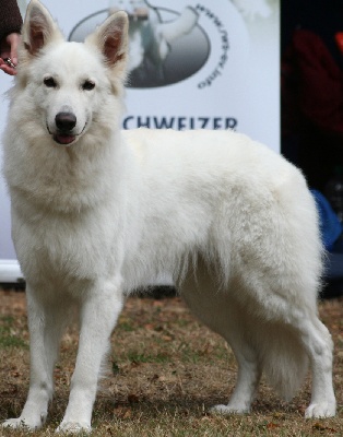 Du Jardin Des P'tits Loups - Chien visiteur SCC - CNEAC