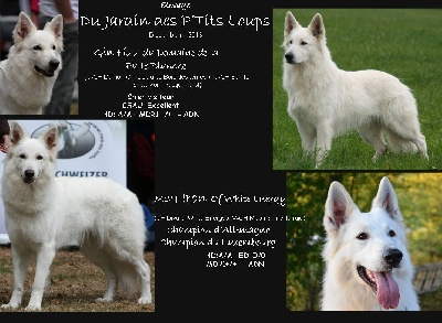 Du Jardin Des P'tits Loups - Des chiots pour mi 2013