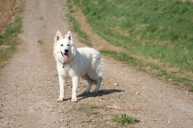 Du Jardin Des P'tits Loups - Démo RU pour la comportementaliste