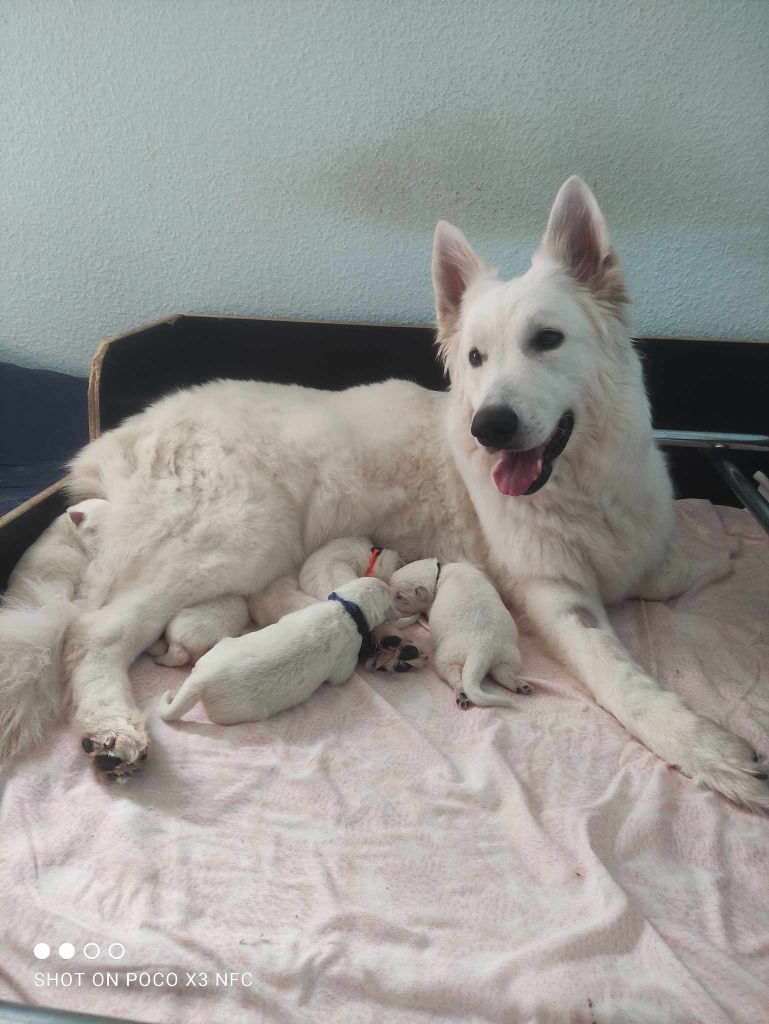 Du Jardin Des P'tits Loups - Berger Blanc Suisse - Portée née le 16/07/2023