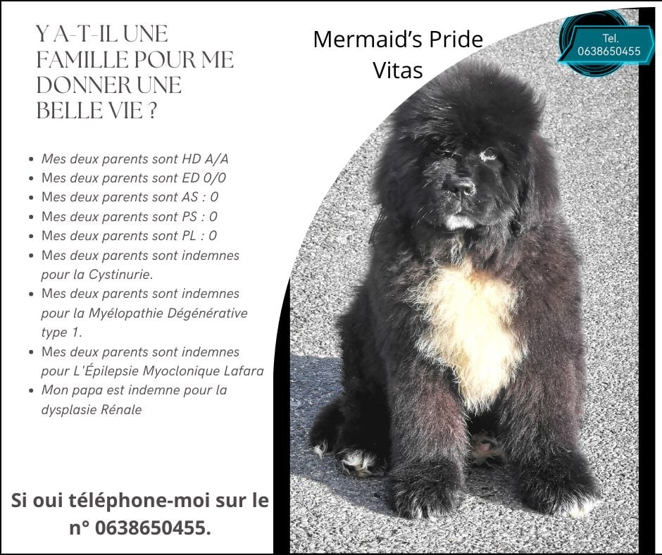 Mermaid's Pride - Chiots disponibles - Terre-neuve