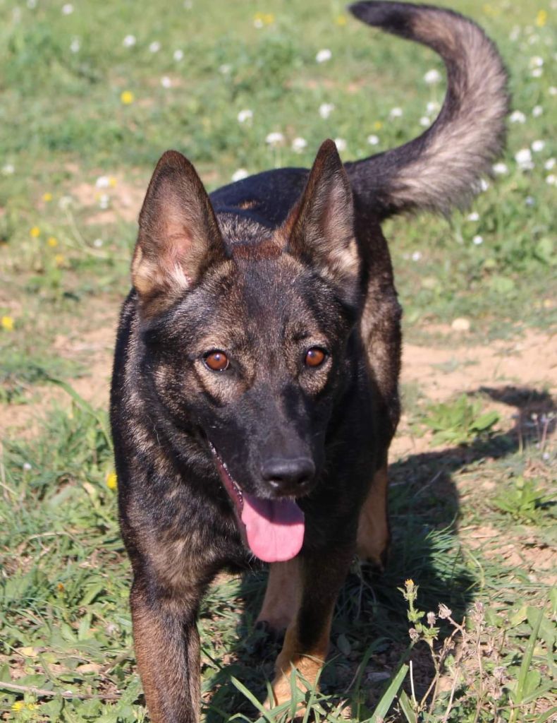 Des Loups Malins De Gaelice - Adoption berger allemand 