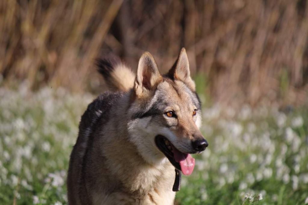 Adoption chien-loup tchécoslovaque 