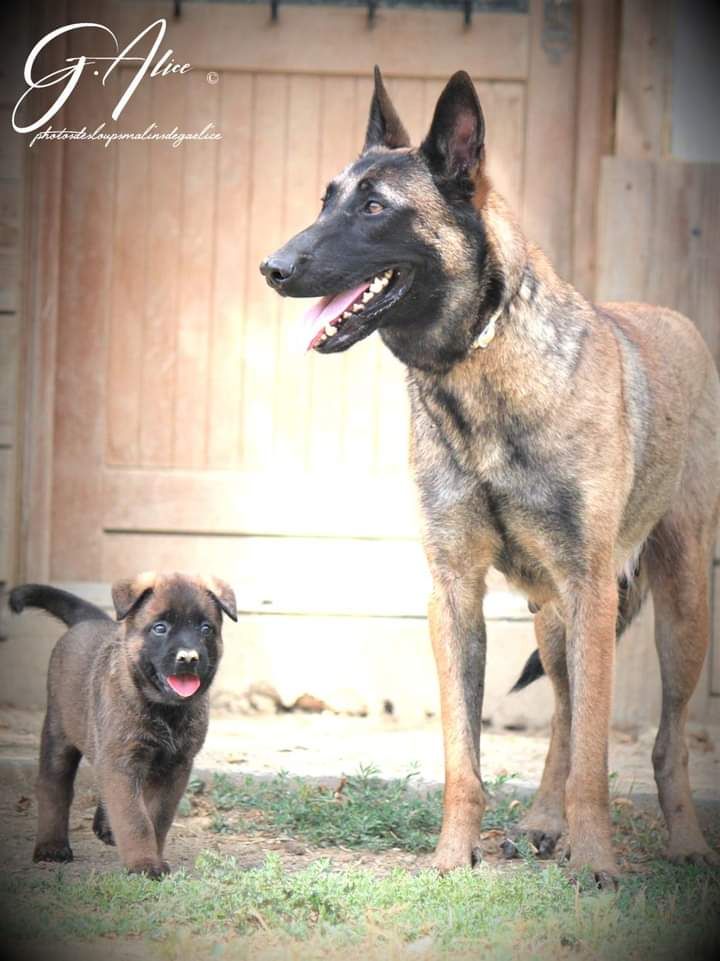 Chiot Berger Belge Des Loups Malins De Gaelice