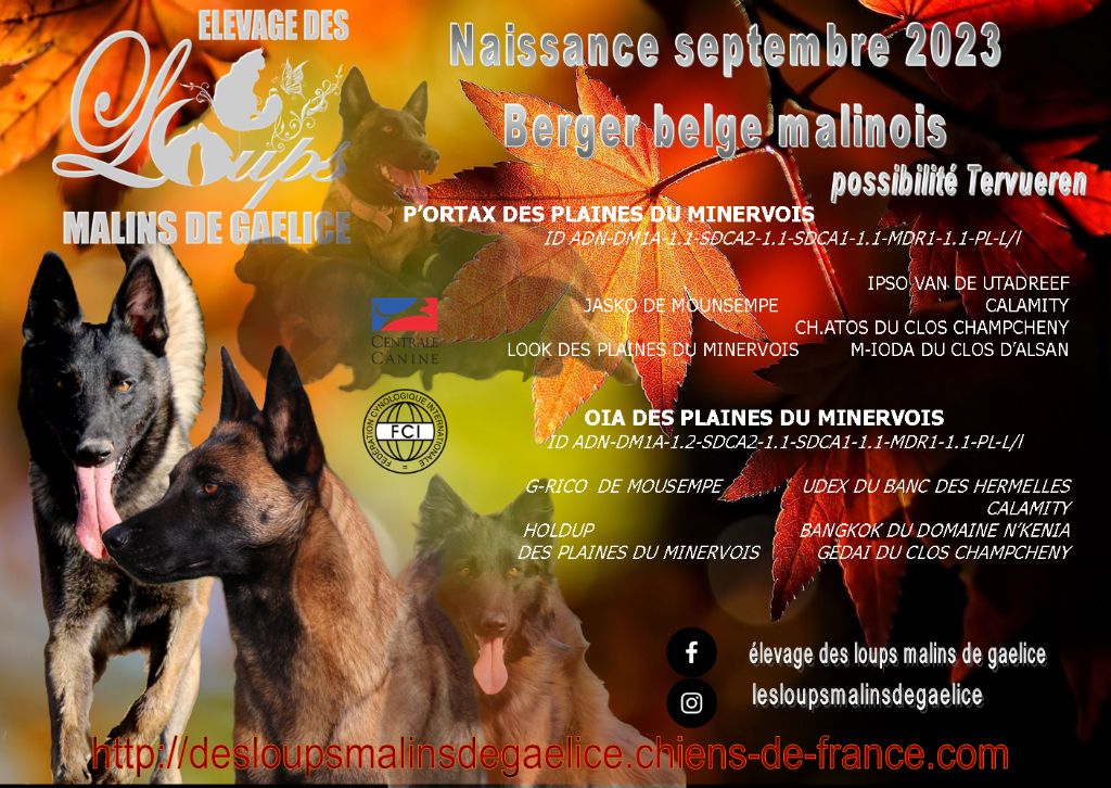 Chiot Berger Belge Des Loups Malins De Gaelice