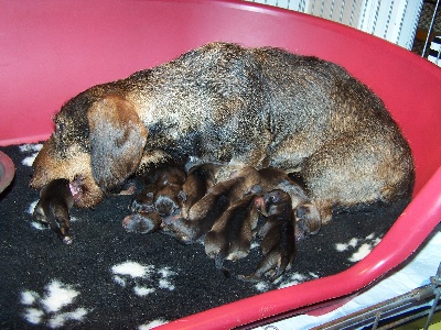 De la plaine aux lièvres - deux grands chiens de chasse s'unissent