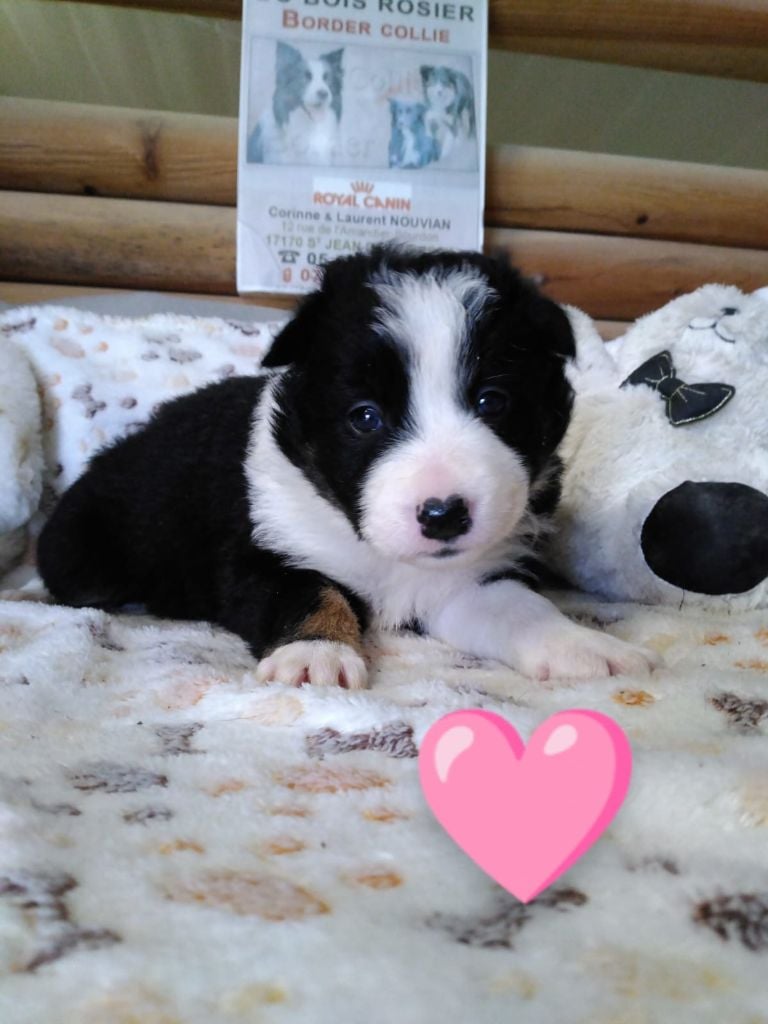 Du Domaine Du Bois Rosier - Chiot Border Collie LOF