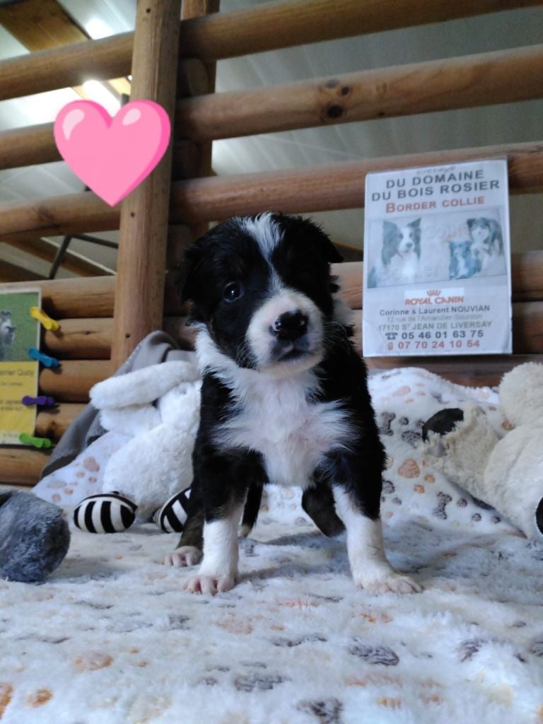 Du Domaine Du Bois Rosier - Chiots disponibles - Border Collie