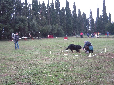 Du Jardin D'Emeraude - Stage de formation en obéissance