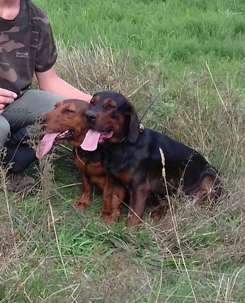 chiots basset des Alpes