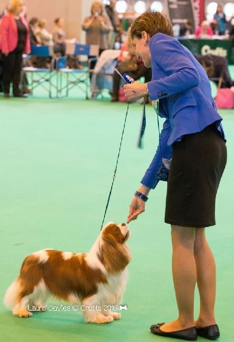 Des Précieuses Pierres - CRUFTS le 10/03/2016