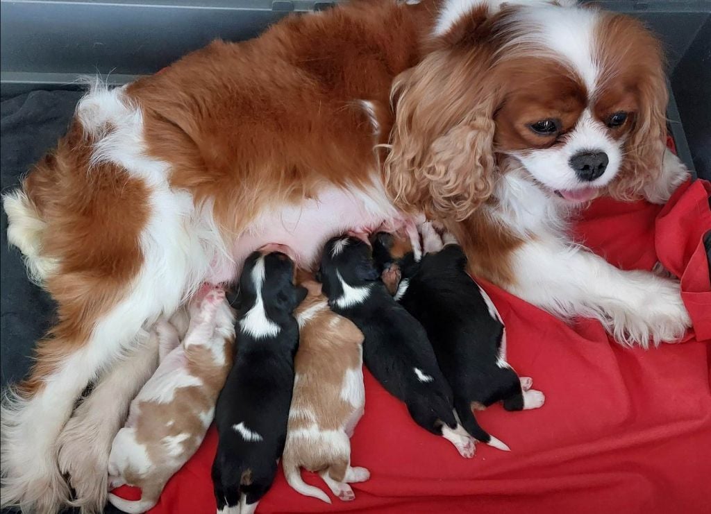 Des Précieuses Pierres - Cavalier King Charles Spaniel - Portée née le 28/04/2023