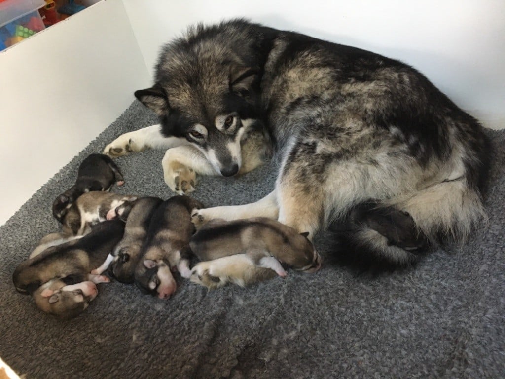 of tribal laws - Alaskan Malamute - Portée née le 27/02/2019