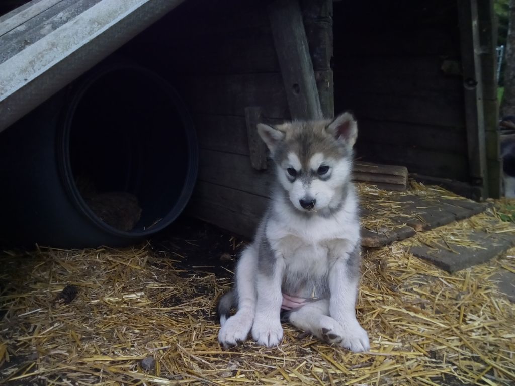 of tribal laws - Chiots disponibles - Alaskan Malamute