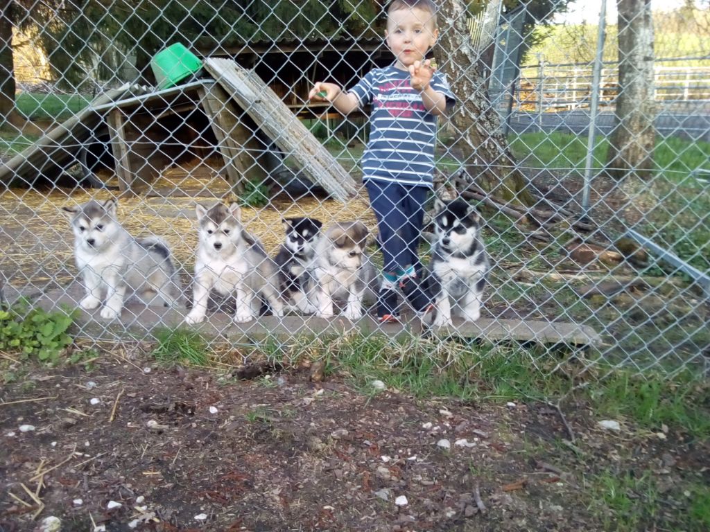 Chiot Alaskan Malamute of tribal laws