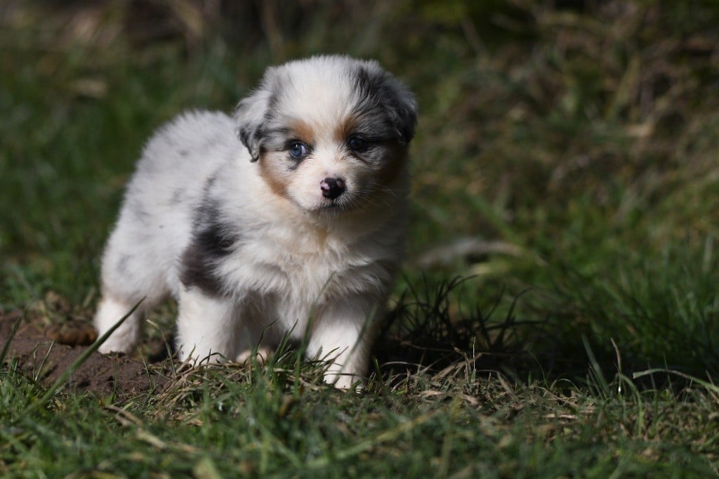 In Parigi - Chiots disponibles - Berger Australien