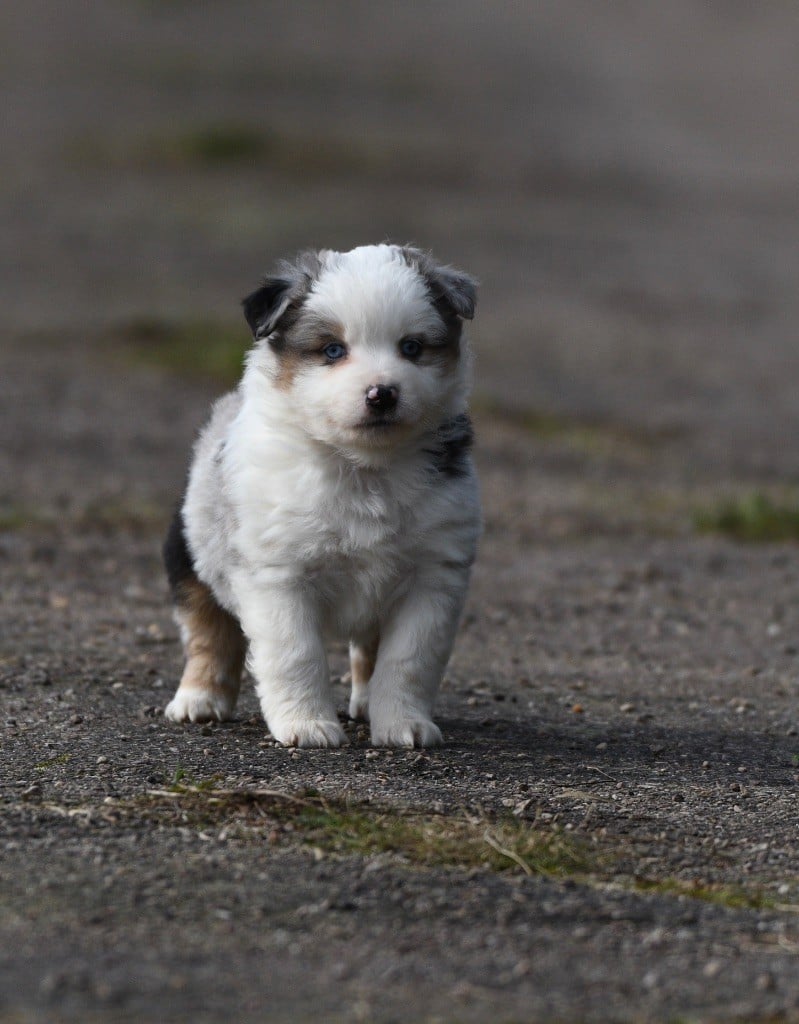 In Parigi - Chiots disponibles - Berger Américain Miniature 