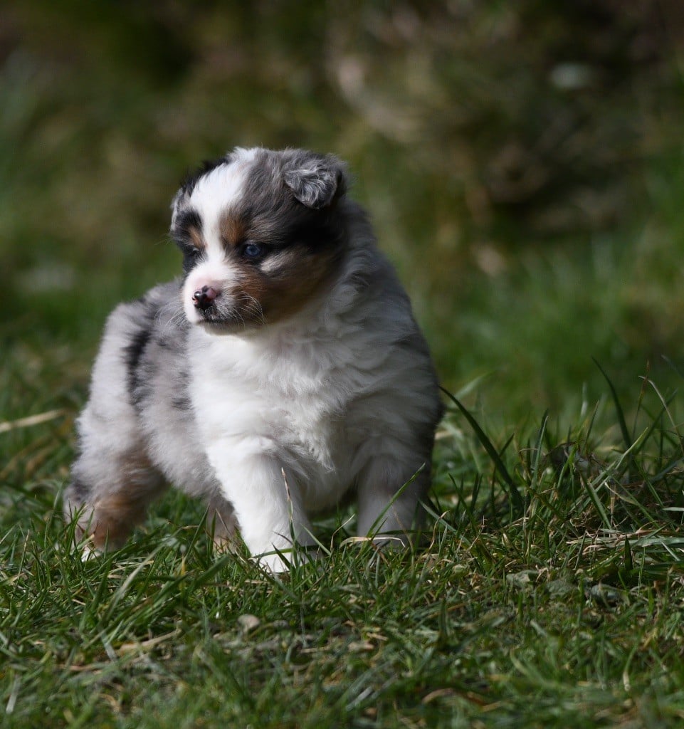 In Parigi - Chiots disponibles - Berger Américain Miniature 