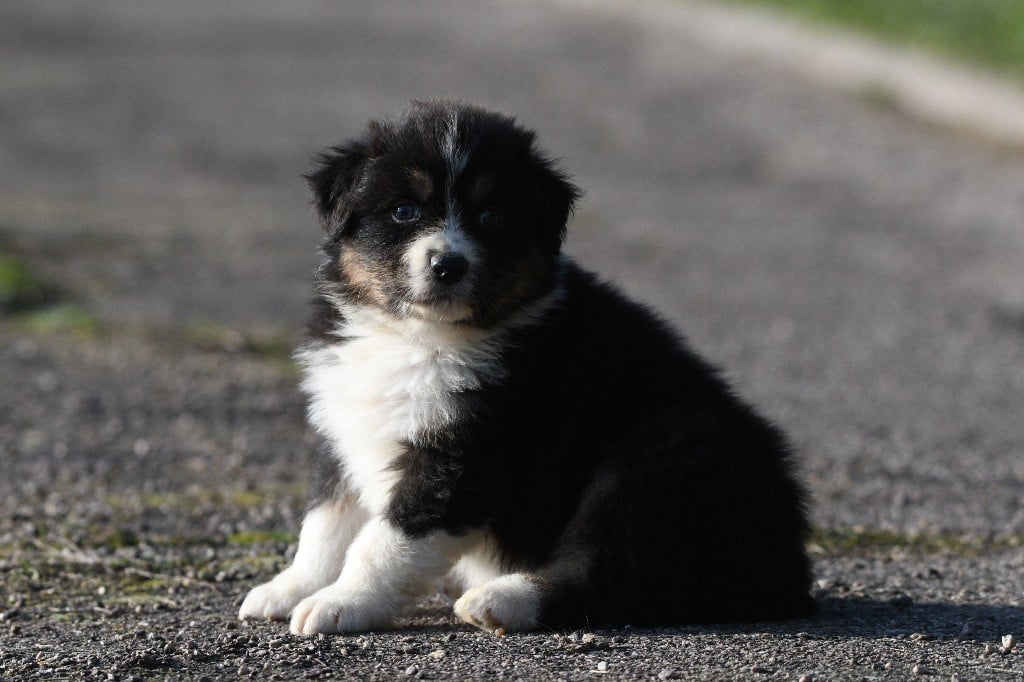 In Parigi - Chiots disponibles - Berger Australien