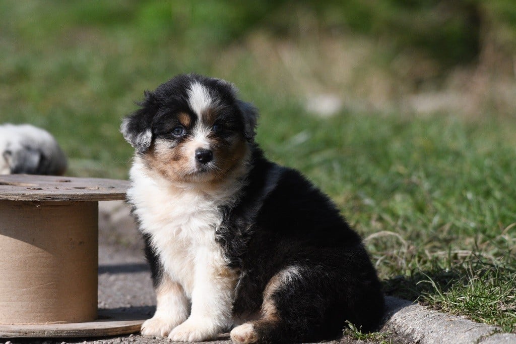 In Parigi - Chiots disponibles - Berger Australien