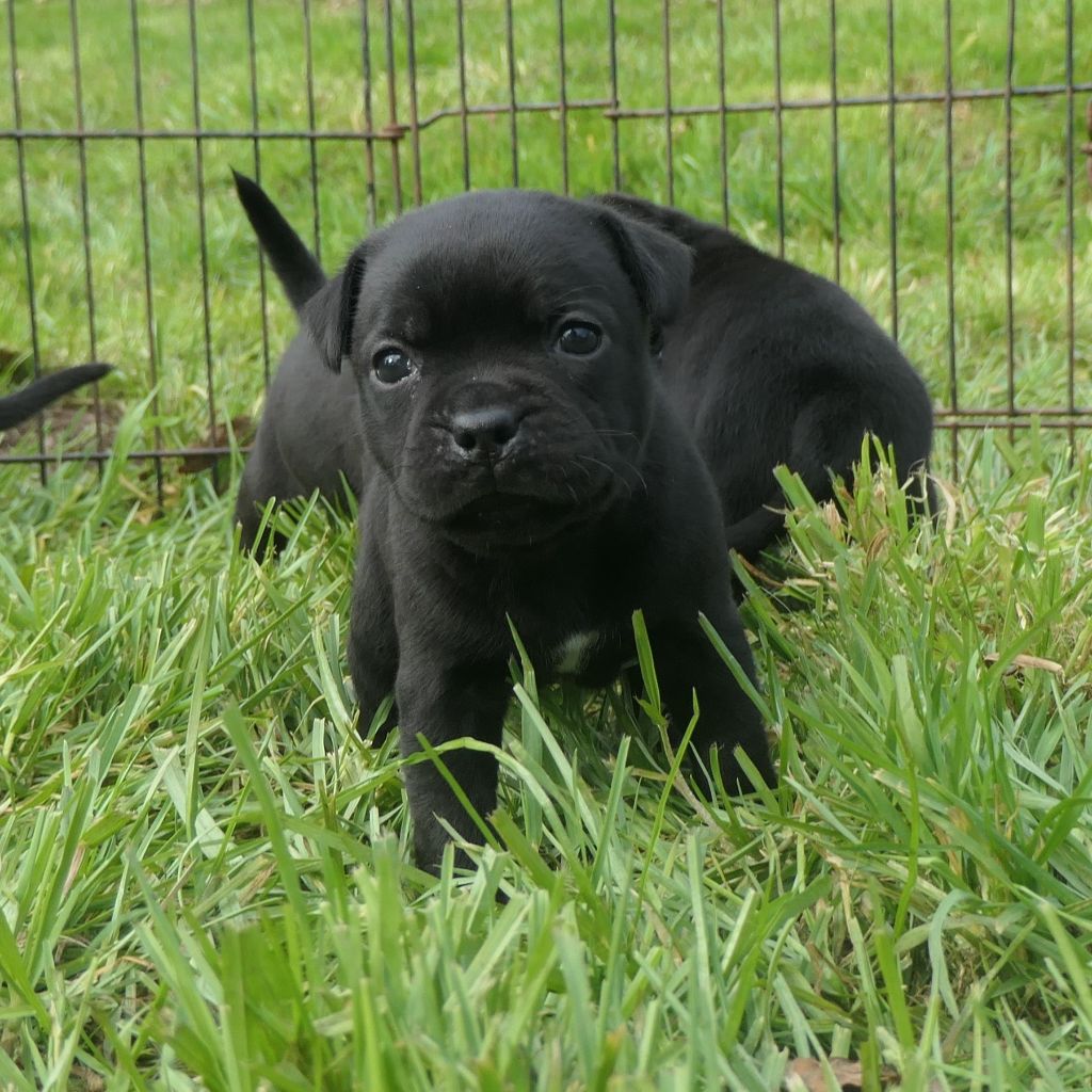 De Contagious Magic - Chiots disponibles - Staffordshire Bull Terrier