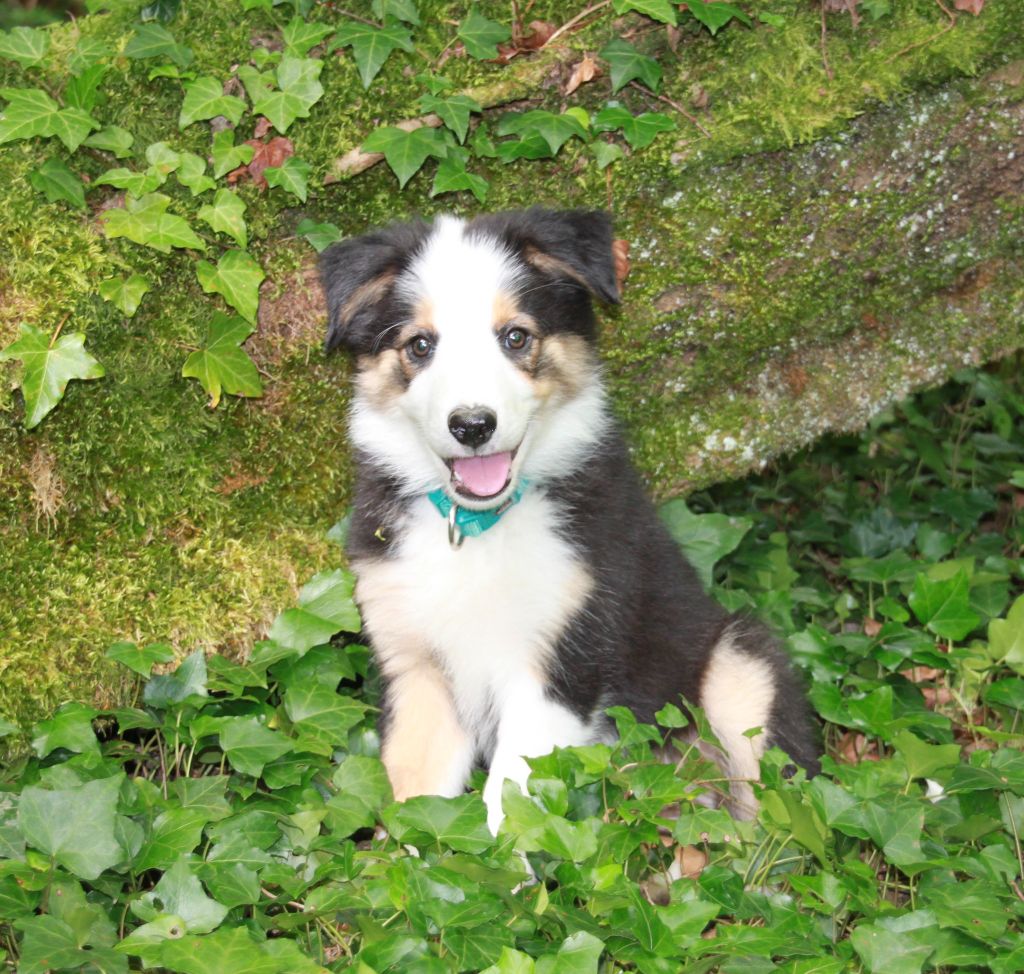 in the name of love - Border Collie - Portée née le 26/04/2024