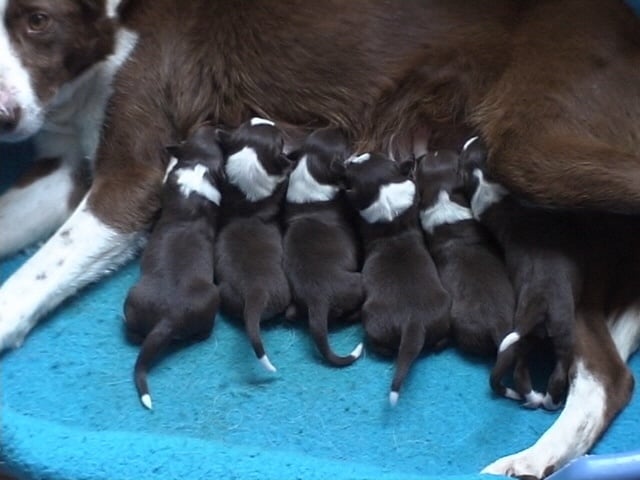 in the name of love - Border Collie - Portée née le 01/06/2006