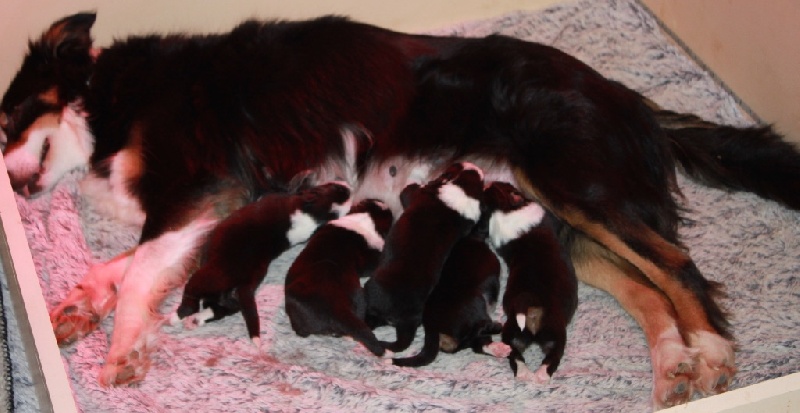 in the name of love - Border Collie - Portée née le 16/02/2016