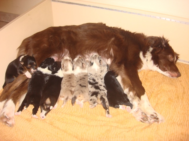 Chiot Border Collie in the name of love