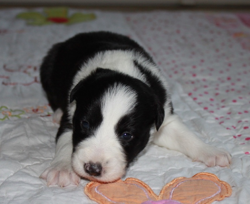 in the name of love - Border Collie - Portée née le 29/01/2016