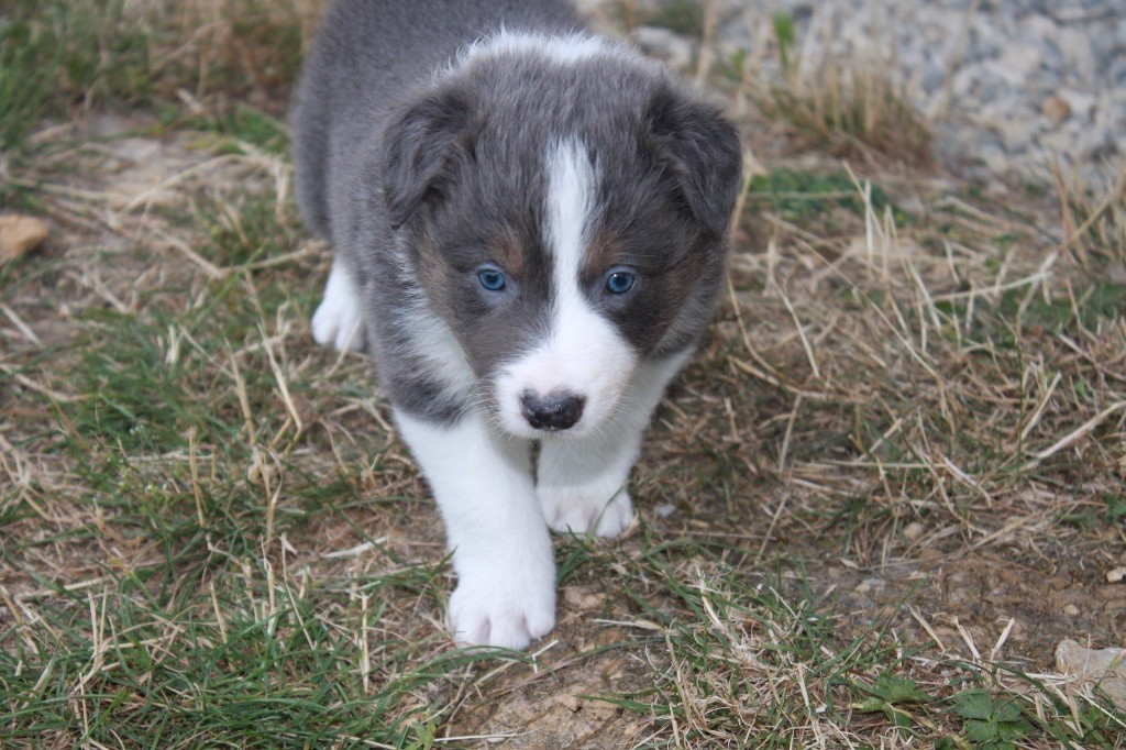 in the name of love - Border Collie - Portée née le 24/05/2017