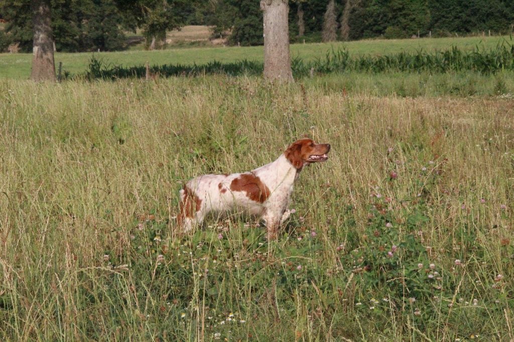 Bientôt des chiots au Chêne de Sophie.