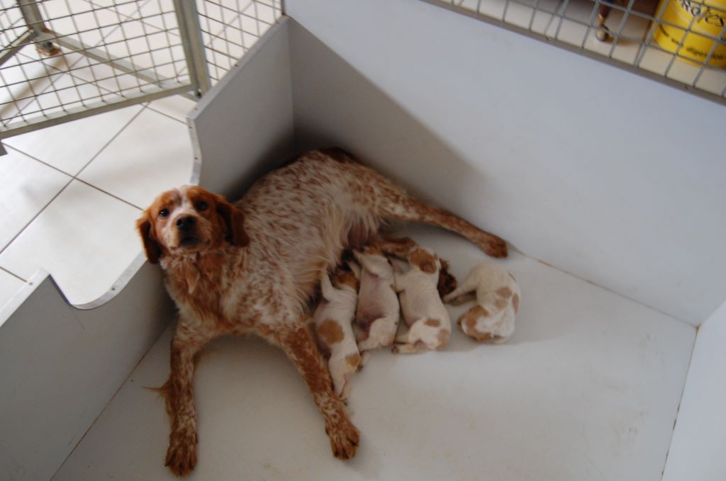 du chène de sophie - Les chiots sont nés.